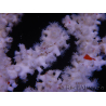 Trikentrion flabelliformis Spider sponge