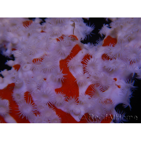 Trikentrion flabelliformis 25 cm A3