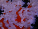 Trikentrion flabelliformis Spugna ragno