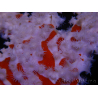 Trikentrion flabelliformis Spider sponge