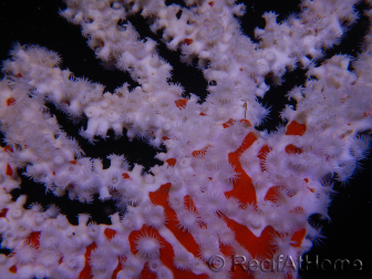 Trikentrion flabelliformis 25 cm A3