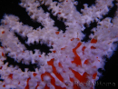 Trikentrion flabelliformis Spugna ragno