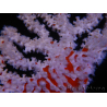 Trikentrion flabelliformis 25 cm A3