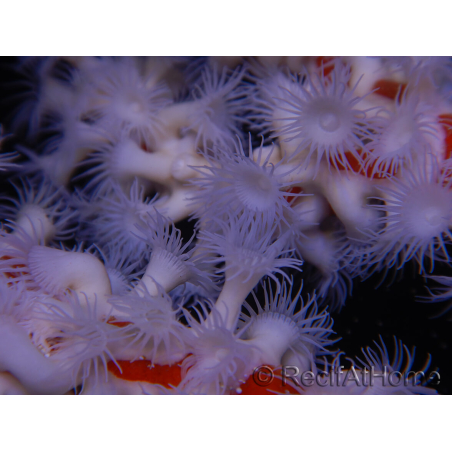 Trikentrion flabelliformis 19 cm A4