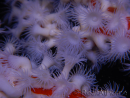 Trikentrion flabelliformis Spugna ragno