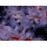 Trikentrion flabelliformis Spinnenschwamm