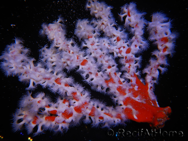 Trikentrion flabelliformis Spugna ragno