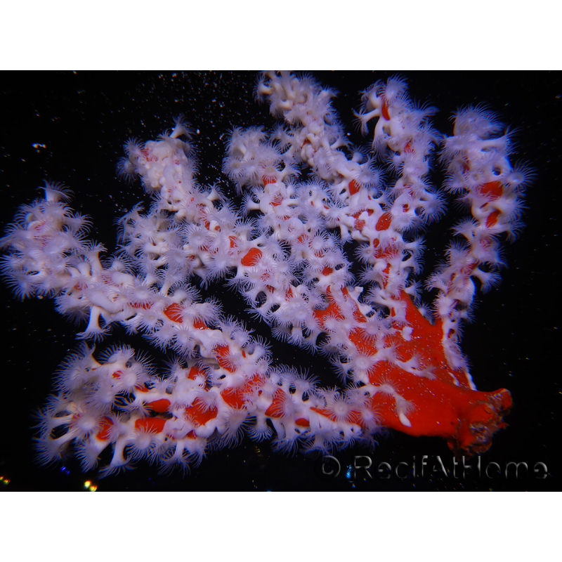 Trikentrion flabelliformis Spinnenschwamm