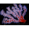 Trikentrion flabelliformis 19 cm A4