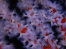Trikentrion flabelliformis Spugna ragno