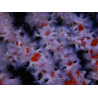 Trikentrion flabelliformis Spinnenschwamm