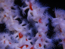 Trikentrion flabelliformis Spugna ragno