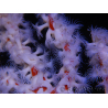 Trikentrion flabelliformis 19 cm A4