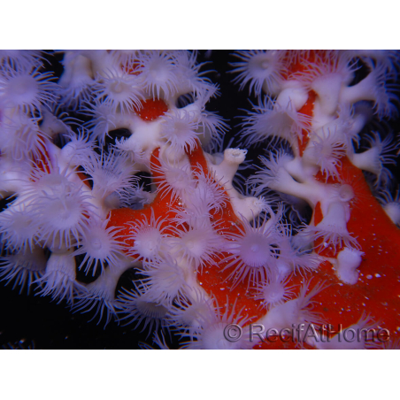 Trikentrion flabelliformis Spinnenschwamm