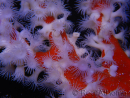 Trikentrion flabelliformis Spugna ragno