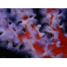 Trikentrion flabelliformis 19 cm A4