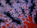 Trikentrion flabelliformis Spugna ragno