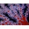 Trikentrion flabelliformis Spinnenschwamm