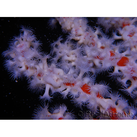 Trikentrion flabelliformis 19 cm A4