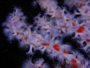 Trikentrion flabelliformis Spugna ragno