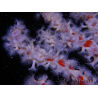 Trikentrion flabelliformis 19 cm A4