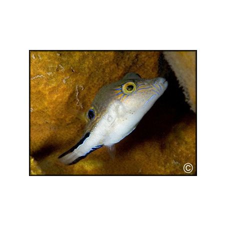 Canthigaster rostrata