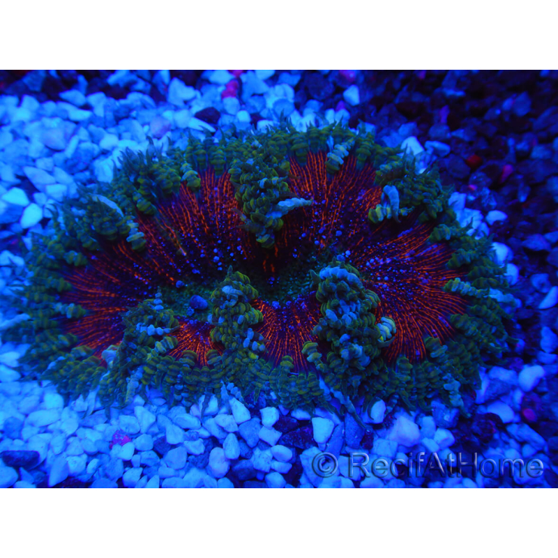 WYSIWYG Phymanthus crucifer (ex: Epicystis) 10