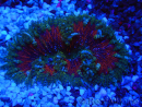 WYSIWYG Phymanthus crucifer (ex: Epicystis) 10