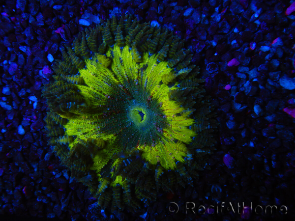 WYSIWYG Phymanthus crucifer (ex: Epicystis) 11