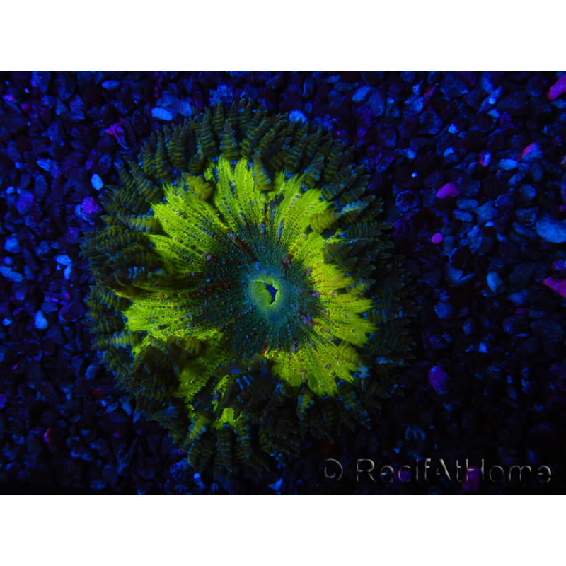 WYSIWYG Phymanthus crucifer (ehemals: Epicystis) 11