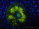 WYSIWYG Phymanthus crucifer (ex: Epicystis) 11