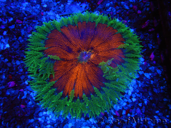 WYSIWYG Phymanthus crucifer (ehemals: Epicystis) 12