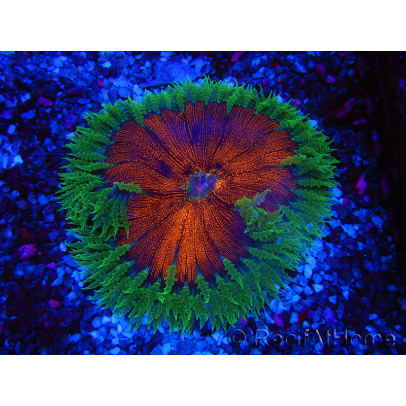 WYSIWYG Phymanthus crucifer (ex : Epicystis) 12