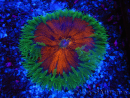 WYSIWYG Phymanthus crucifer (ex: Epicystis) 12