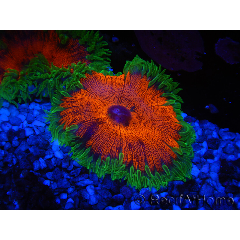 WYSIWYG Phymanthus crucifer (ehemals: Epicystis) 13