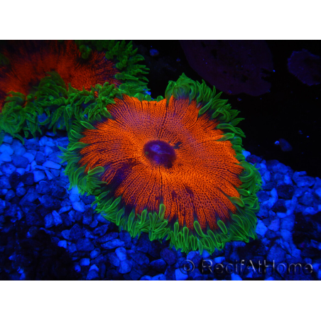 WYSIWYG Phymanthus crucifer (ehemals: Epicystis) 13