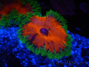 WYSIWYG Phymanthus crucifer (ex: Epicystis) 13