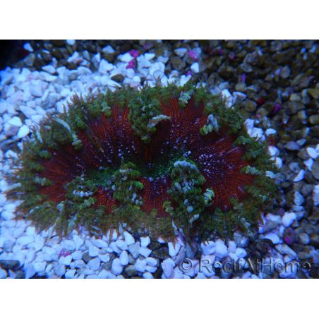 WYSIWYG Phymanthus crucifer (zuvor: Epicystis) 10