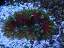WYSIWYG Phymanthus crucifer (ex: Epicystis) 10