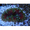 WYSIWYG Phymanthus crucifer (ex: Epicystis) 10