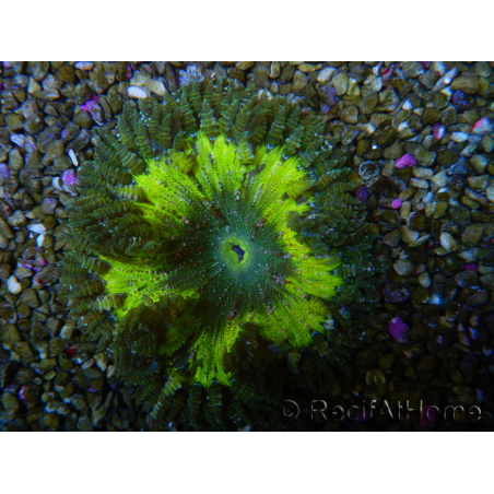 WYSIWYG Phymanthus crucifer (e.g., Epicystis) 11