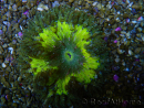 WYSIWYG Phymanthus crucifer (ehemals: Epicystis) 11