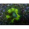WYSIWYG Phymanthus crucifer (ex : Epicystis) 11