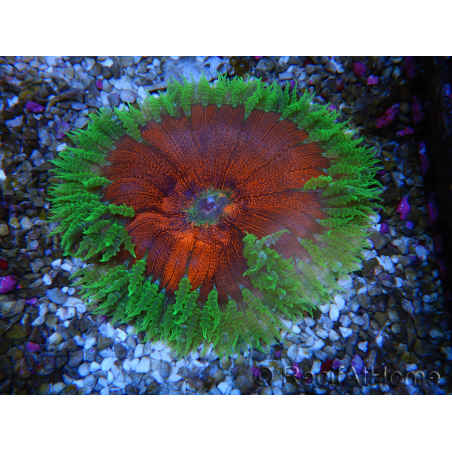 WYSIWYG Phymanthus crucifer (ex : Epicystis) 12
