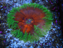 WYSIWYG Phymanthus crucifer (e.g., Epicystis) 12