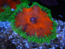 WYSIWYG Phymanthus crucifer (ex: Epicystis) 13