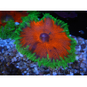 WYSIWYG Phymanthus crucifer (ehemals: Epicystis) 13