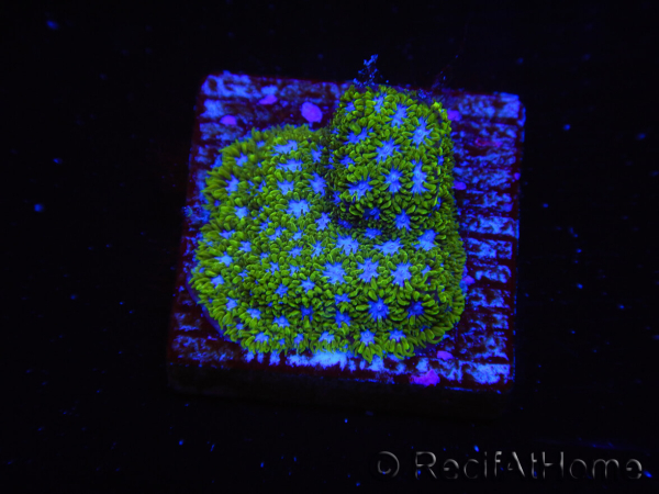 WYSIWYG - RAH Leptastrea Ice Eye 3A8