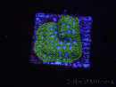 WYSIWYG - RAH Leptastrea Ice Eye 3A8
