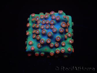 WYSIWYG - WWC Cyphastrea Jingle Bells 3M5